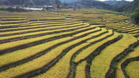 秋收金黄梯田农业种植大山中的梯田航拍