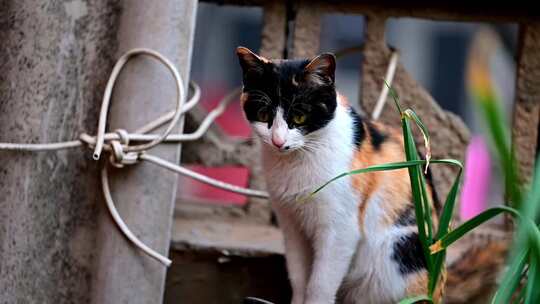 楼顶玩耍的中华田园猫三花猫