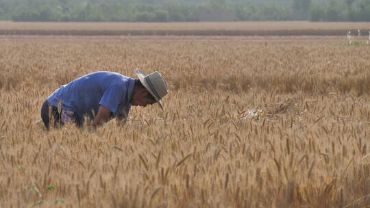芒种麦田收割机收割小麦
