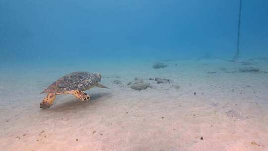 海龟，海洋，海洋生物，水下