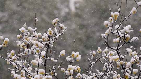 春天公园大雪中的腊梅花空境升格