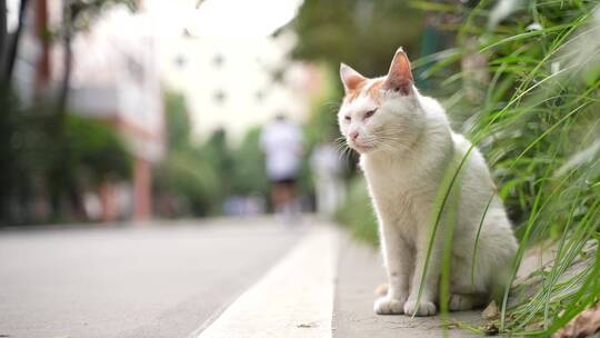 白猫猫在校园马路边东张西望等待唯美