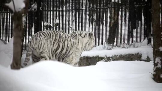 白虎在雪地里行走