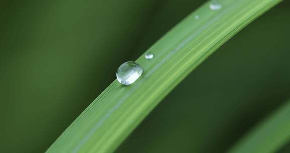 叶子上的露珠水珠雨珠特写