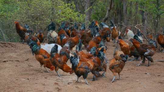 乡村振兴农业养植养鸡场走地鸡自由喂食