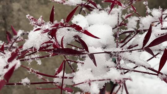 冬天的白雪视频