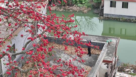 中国广东省广州市南沙区九涌桥东木棉花