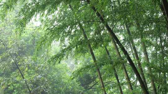 竹林竹叶禅意下雨天唯美空镜