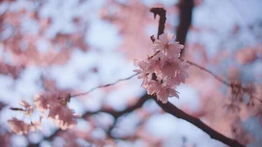 樱桃树，花，花，肖像