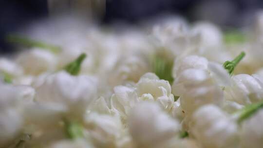 升格慢动作微距特写茉莉花与茉莉花茶制作