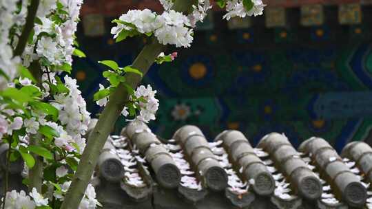 北京春天明清古建筑与凋落的海棠花特写