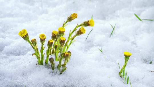 雪在融化黄草花在生长中盛开