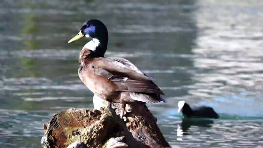 鸭子在湖边整理自己的羽毛视频素材模板下载