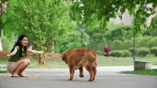 金毛犬在夏天公园里玩耍狗走向主人拥抱