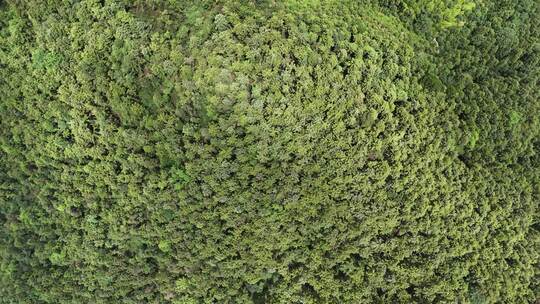 俯拍绿色植物森林茂密树枝树叶