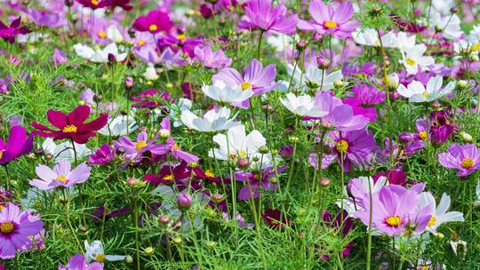 格桑花波斯菊花海