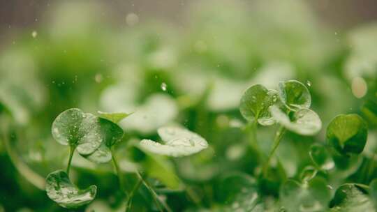 细雨落在绿芽上