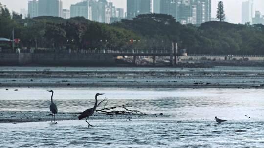 深圳湾鸟类栖息地自然风光视频