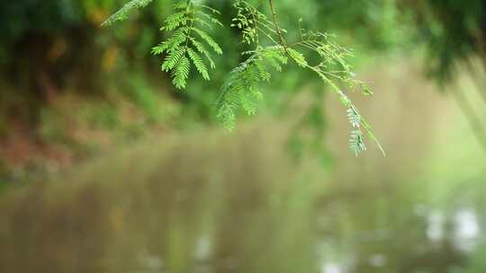 雨落在植物叶子上