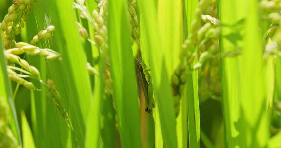 绿色稻田中的蚂蚱（蝗虫）
