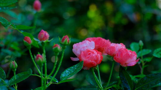 月季花 玫瑰花 鲜花 花朵 花园 露水