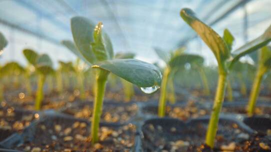 现代农业温室种植技术