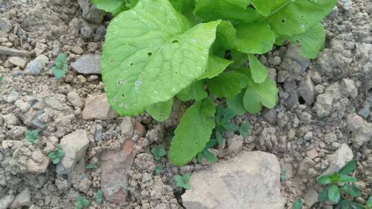 新鲜蔬菜菜园里白菜