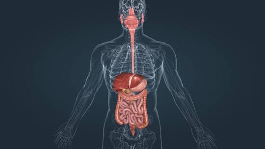 消化系统人体器官消化吸收过程三维动画