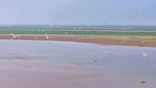 江西鄱阳湖湿地候鸟白鹤大雁