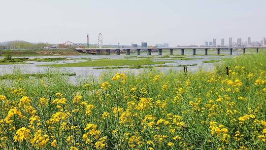 油菜花素材