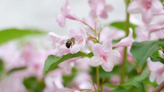 花朵花丛蜜蜂采蜜