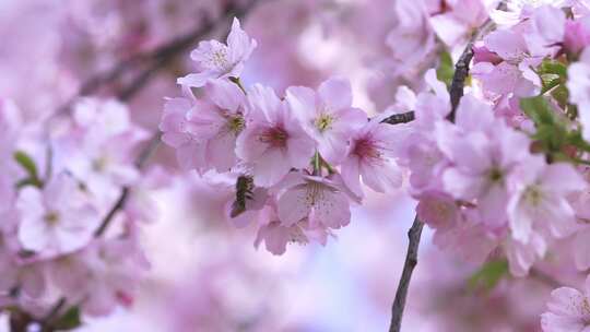 春天日出樱花粉樱白樱春暖花开阳光