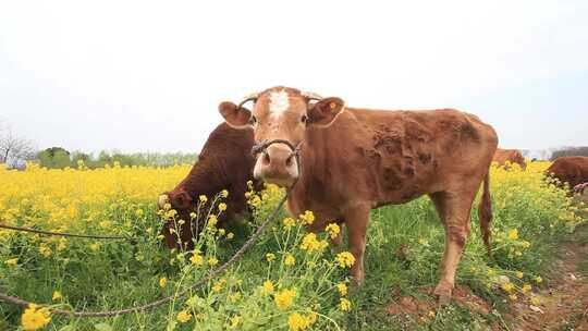 牛肉 养牛 放牛 油菜花田 生态养殖