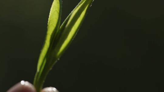 茶叶嫩芽视频素材模板下载