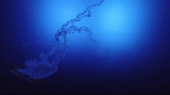 水族箱中游动的水母的慢动作视频素材模板下载