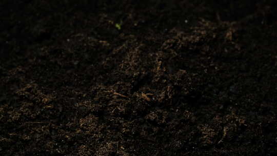 生长种子从土壤上升延时4k镜头。