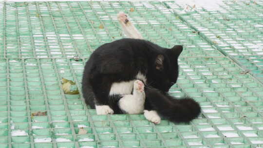 城市流浪猫黑猫在舔毛视频素材模板下载
