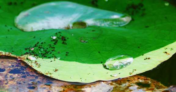 雨后荷叶上的露水珠