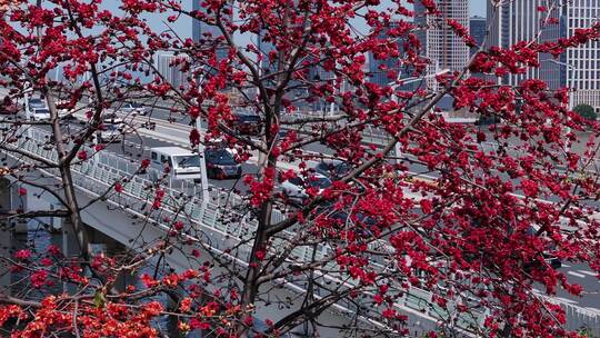 城市桥梁旁盛开的木棉花
