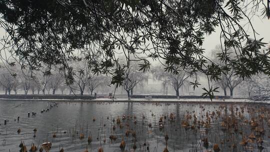 大雪湖边残荷与树木07