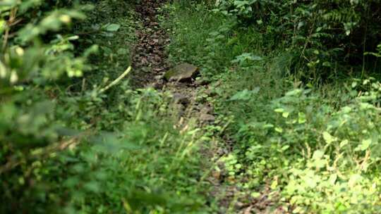 森林里雨水冲刷出来的石子路直移