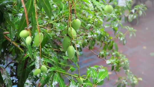 雨滴落在绿色芒果上