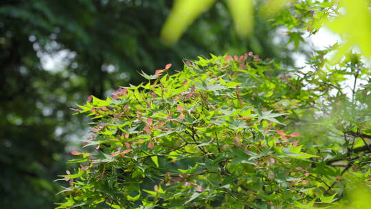 220516银杏树林B01672674