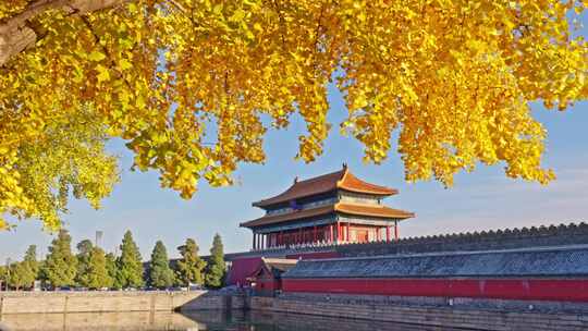 北京故宫神武门秋天银杏