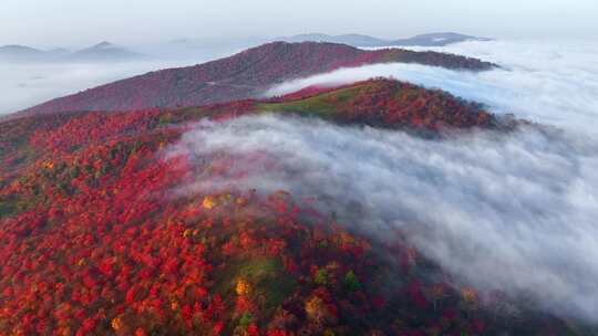 4K秋天五花山吉林东北秋景日出云海云雾逆光