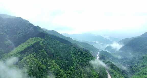 汽车行驶在竹林竹海间的山路上