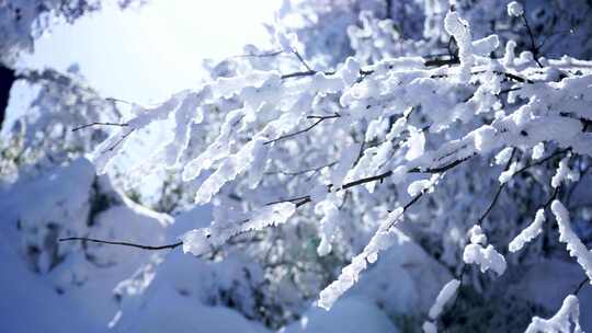 四川眉山瓦屋山景区树枝上覆盖冰雪的雪景