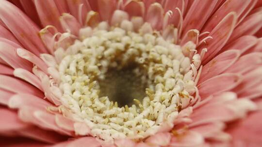 微距粉色非洲菊雏菊视频素材模板下载
