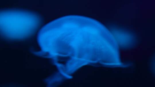海洋生物水母游动视频素材模板下载