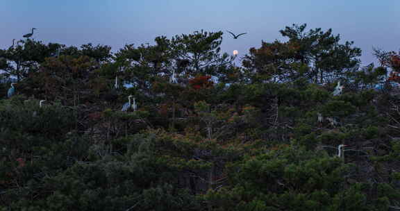 松林上空苍鹭飞鸟全景